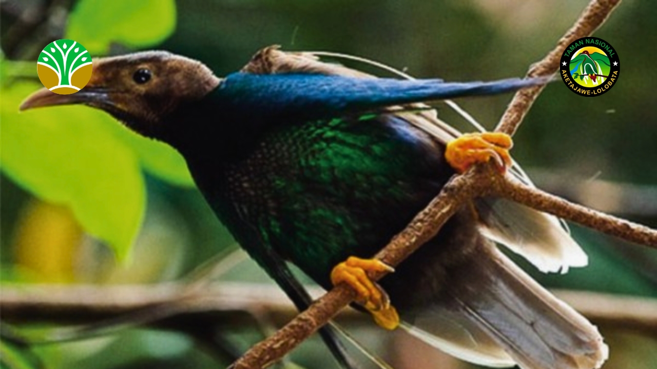 Artikel Konservasi Taman Nasional Aketajawe Lolobata