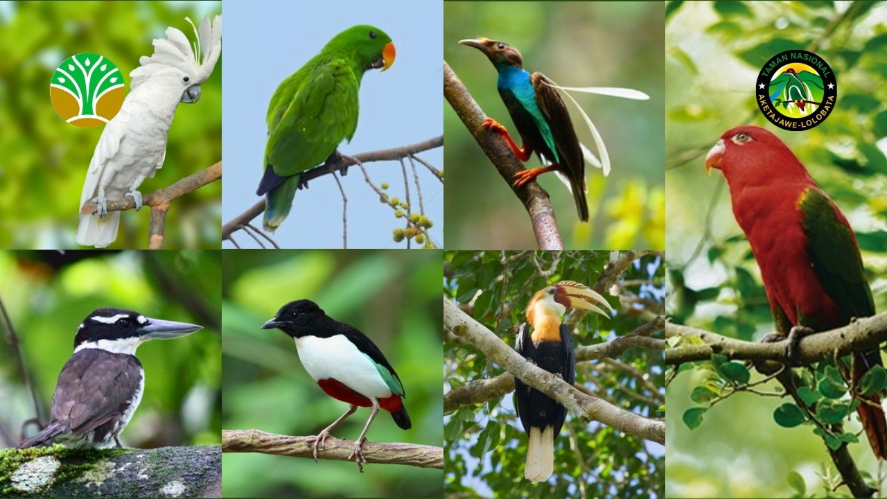 7 Spesies Burung Endemik Taman Nasional Aketajawe Lolobata