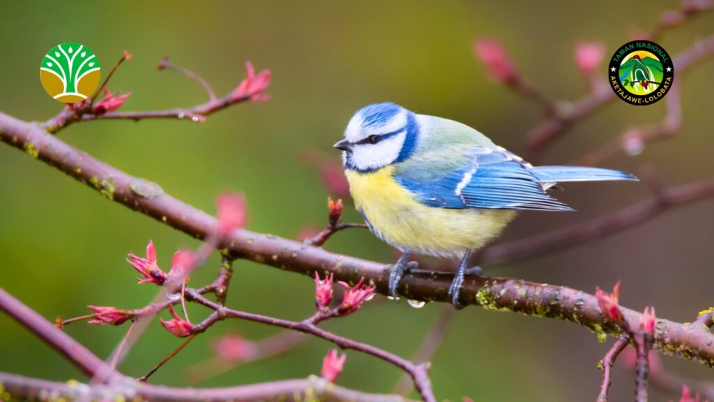 Definisi Konservasi Taman Nasional Aketajawe Lolobata