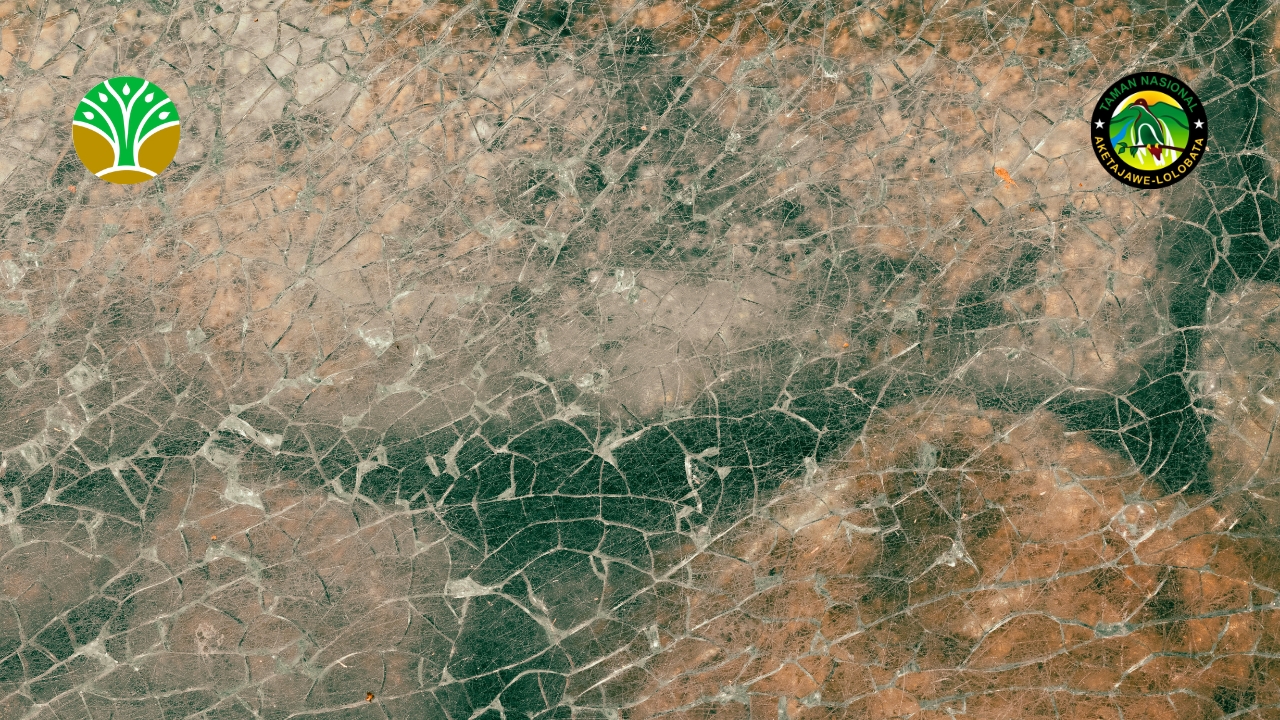 Pemantauan kondisi hutan dengan citra satelit dan lapangan