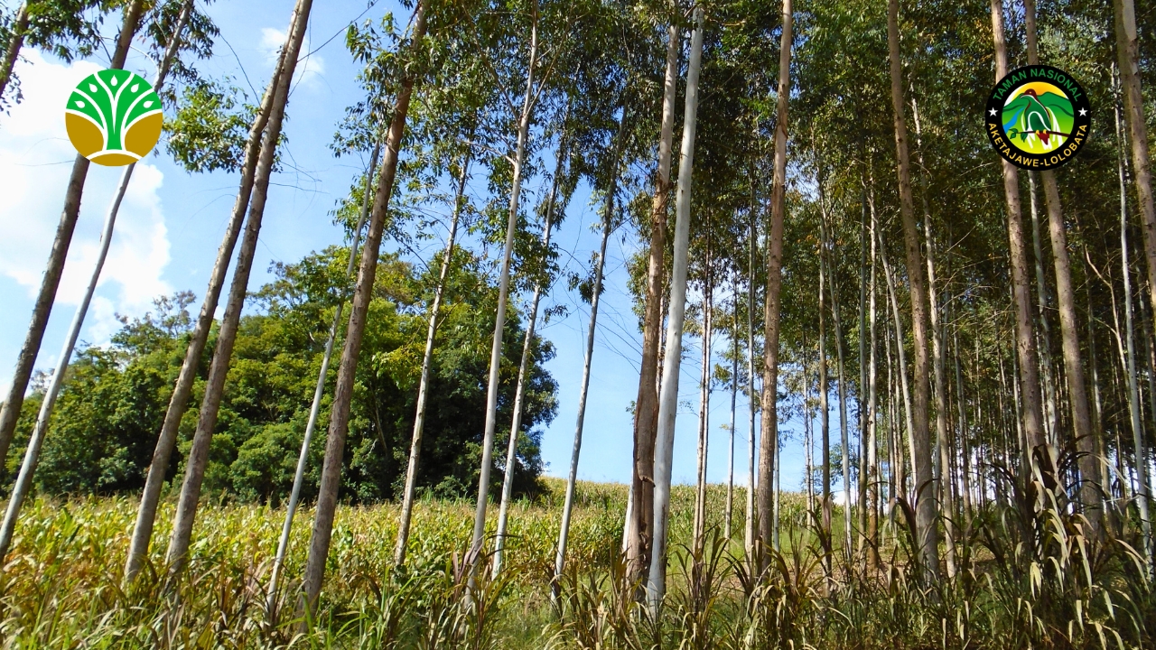 Pengembangan agroforestry dan usaha produktif berbasis masyarakat
