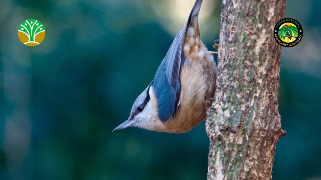 Penguatan Tata Kelola Kawasan Taman Nasional Aketajawe Lolobata