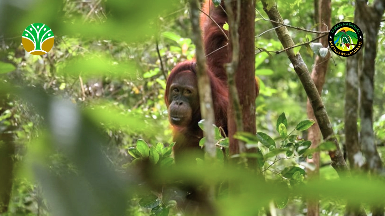 Taman Nasional Tanjung Puting - Kalimantan Tengah