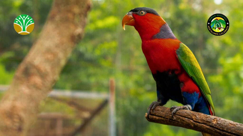 Visi dan Misi Konservasi Taman Nasional Aketajawe Lolobata