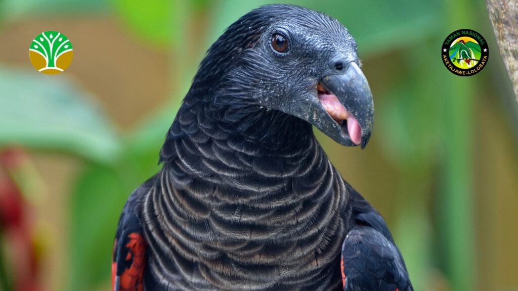 Wilayah Kerja dan Zonasi Taman Nasional Aketajawe Lolobata